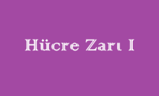 Hücre Zarı – 9. Sınıf Biyoloji Online Test