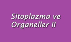 Sitoplazma ve Organeller 2 Online Test
