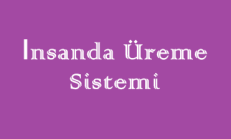 İnsanda Üreme Sistemi Online Test Soruları – 2 Küçük Deneme Sınavı