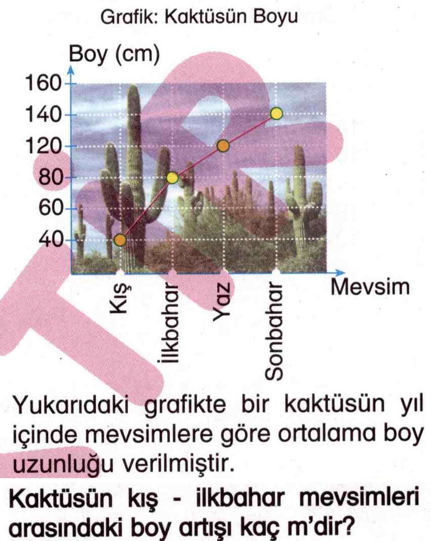 Kaktüsün boy artışının hesaplanması ile ilgili soru