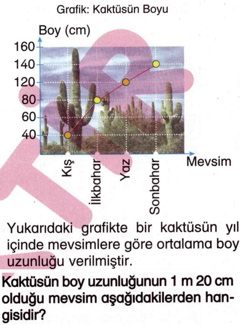 Kaktüsün boy uzunluğunun hesaplanması ile ilgili soru