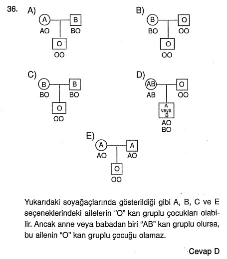 c36