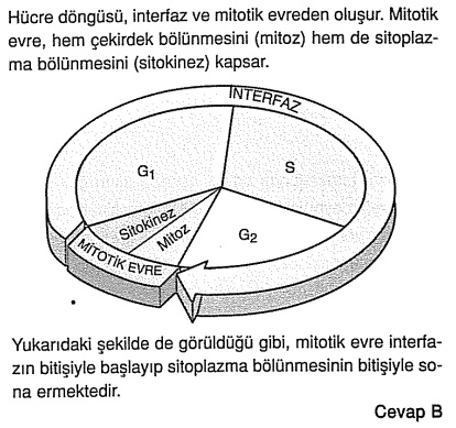 C31