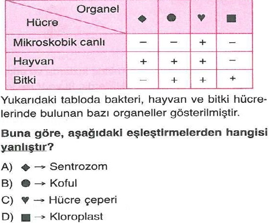 Bakteri ve hayvan hücrelerinde bulunan bazı organeller ile ilgili soru