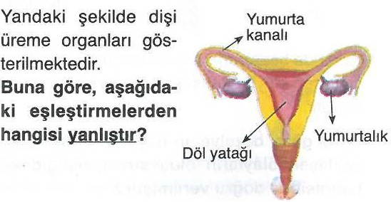 Dişi Üreme Organları İle İlgili Soru