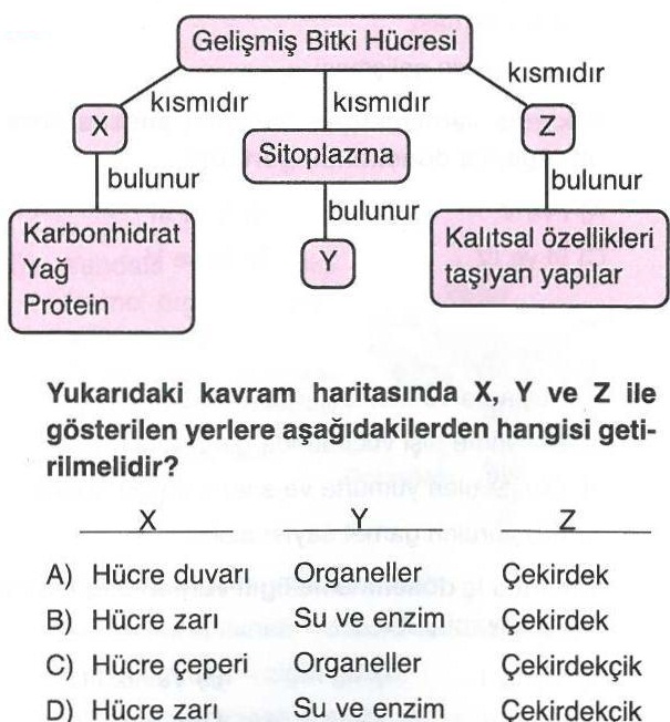 Gelişmiş Bitki Hücresi İle İlgili Soru