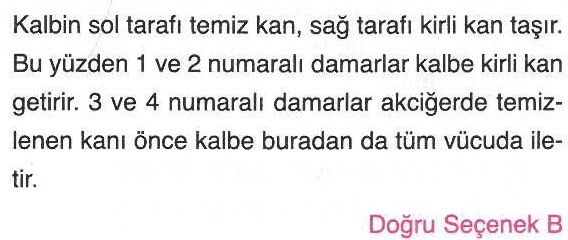 Kirli ve temiz kanı taşıyan damarlar ile ilgili sorunun cevabı