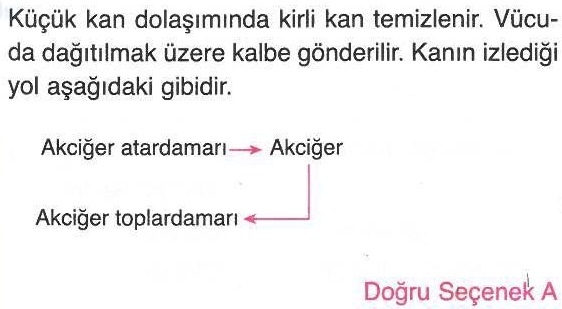 Küçük kan dolaşımında kanın izlediği yol ile ilgili sorunun cevabı