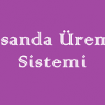 İnsanda Üreme Sistemi Online Test Soruları – 2 Küçük Deneme Sınavı